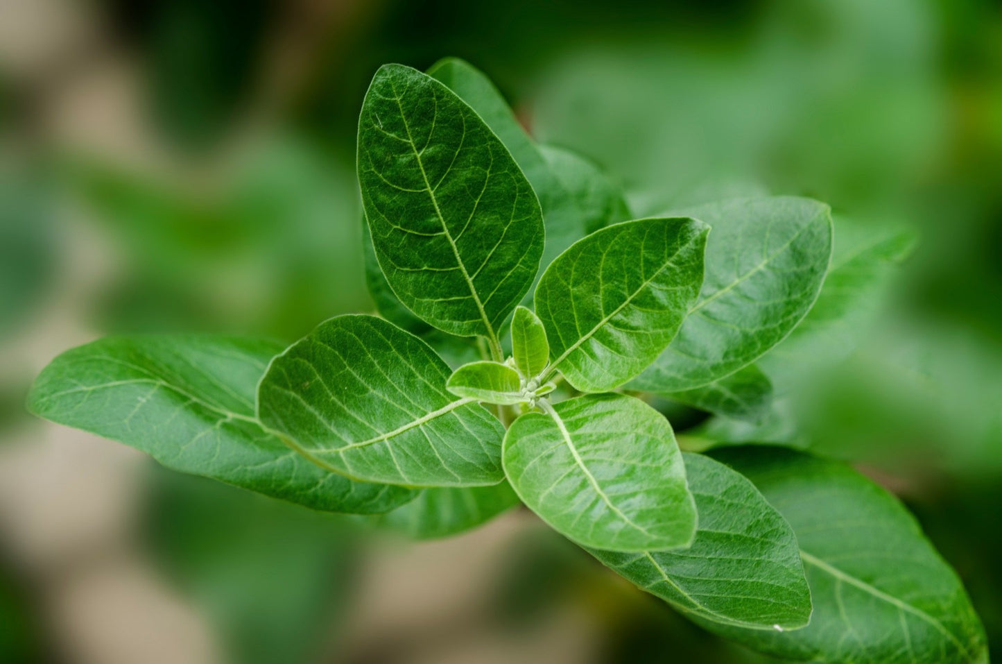 Ashwagandha Powder - Leathium
