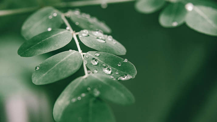 Moringa Powder - Leathium