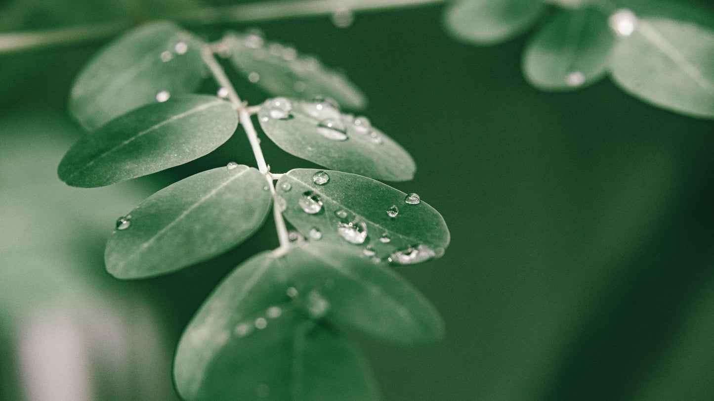 Moringa Powder - Leathium