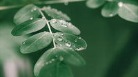 Moringa Powder - Leathium